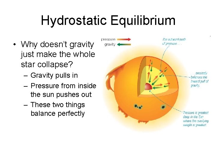 Hydrostatic Equilibrium • Why doesn’t gravity just make the whole star collapse? – Gravity