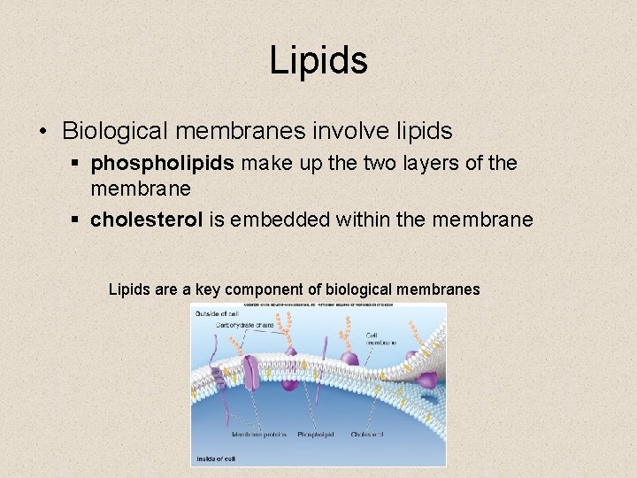 Lipids • Biological membranes involve lipids § phospholipids make up the two layers of