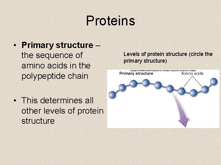 Proteins • Primary structure – the sequence of amino acids in the polypeptide chain