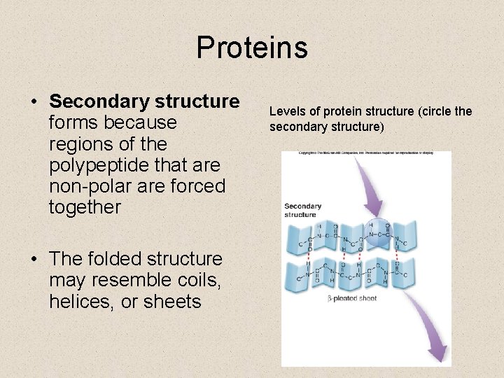 Proteins • Secondary structure forms because regions of the polypeptide that are non-polar are