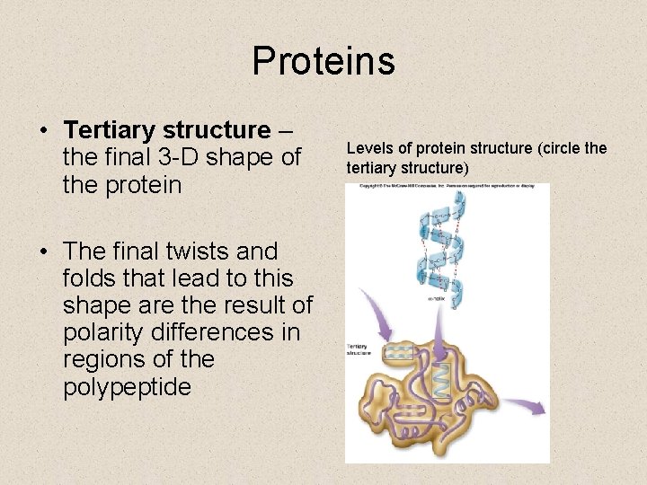 Proteins • Tertiary structure – the final 3 -D shape of the protein •