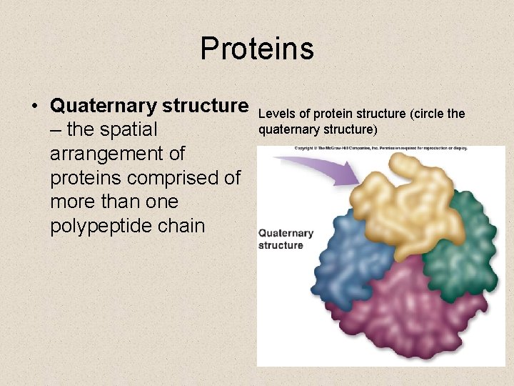 Proteins • Quaternary structure – the spatial arrangement of proteins comprised of more than