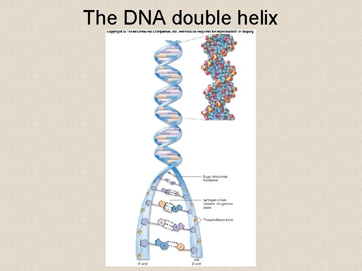 The DNA double helix 