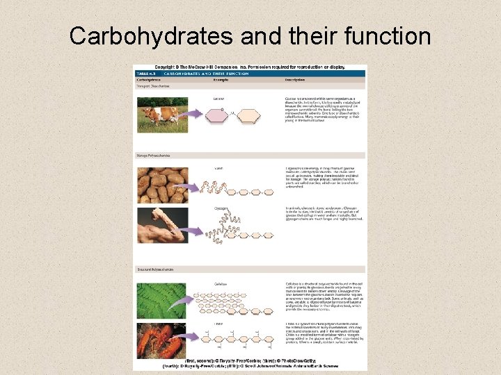 Carbohydrates and their function 