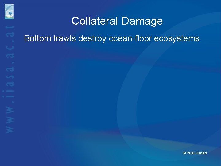 Collateral Damage Bottom trawls destroy ocean-floor ecosystems © Peter Auster 