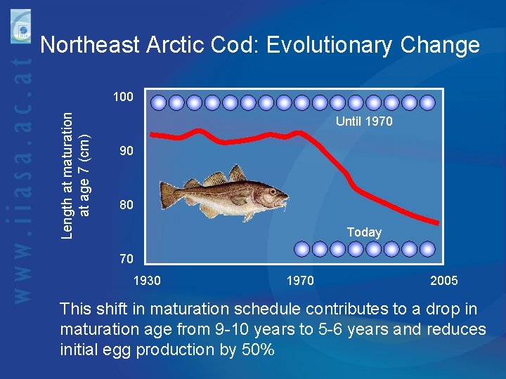 Northeast Arctic Cod: Evolutionary Change Length at maturation at age 7 (cm) 100 Until