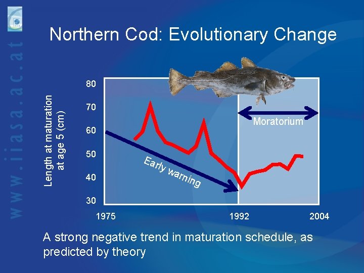 Northern Cod: Evolutionary Change Length at maturation at age 5 (cm) 80 70 Moratorium