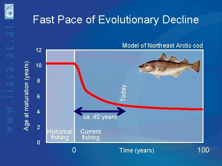 Fast Pace of Evolutionary Decline Model of Northeast Arctic cod 10 8 Today Age