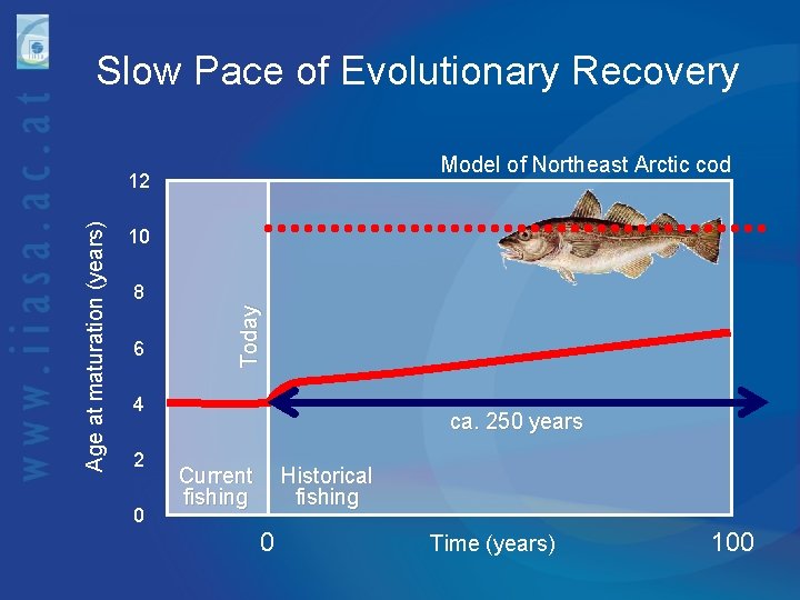 Slow Pace of Evolutionary Recovery Model of Northeast Arctic cod 10 8 6 Today