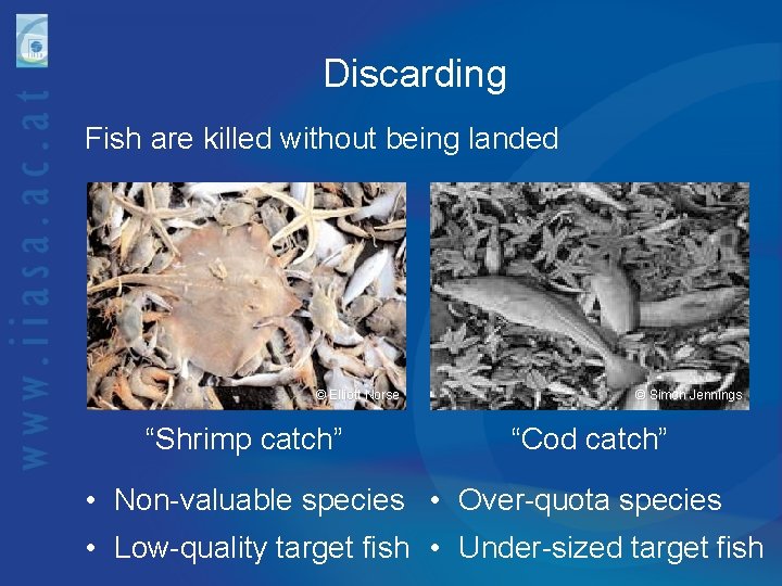Discarding Fish are killed without being landed © Elliott Norse “Shrimp catch” © Simon