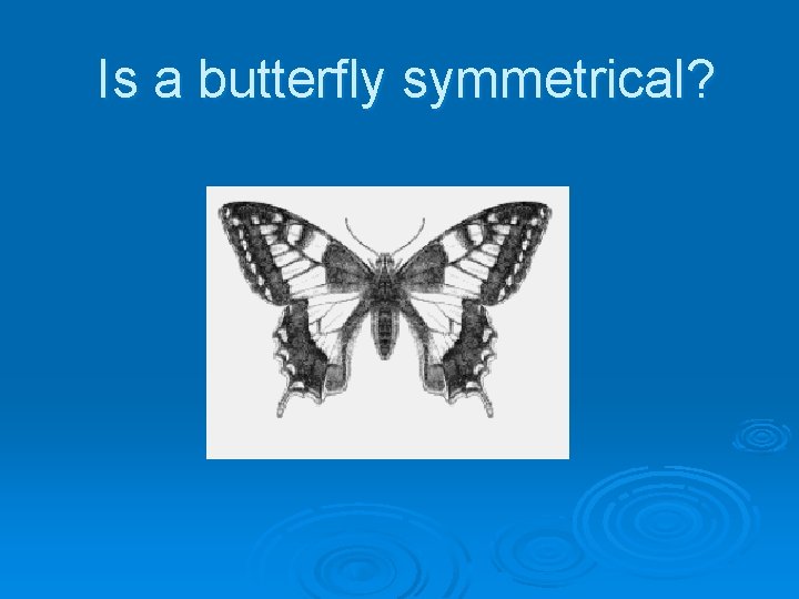 Is a butterfly symmetrical? 