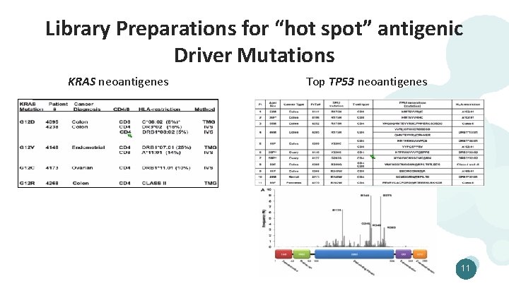 Library Preparations for “hot spot” antigenic Driver Mutations KRAS neoantigenes Top TP 53 neoantigenes