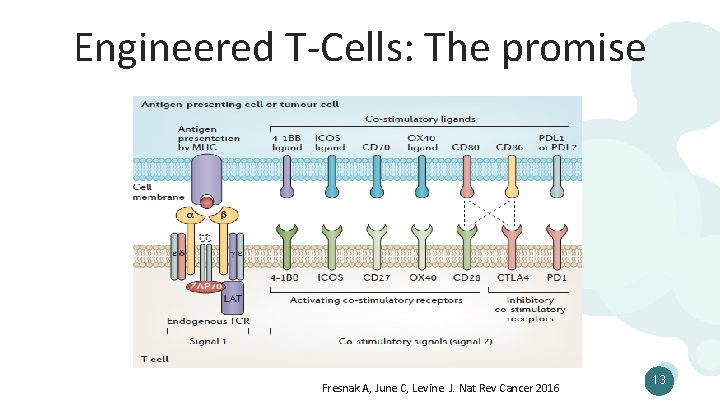 Engineered T-Cells: The promise Fresnak A, June C, Levine J. Nat Rev Cancer 2016