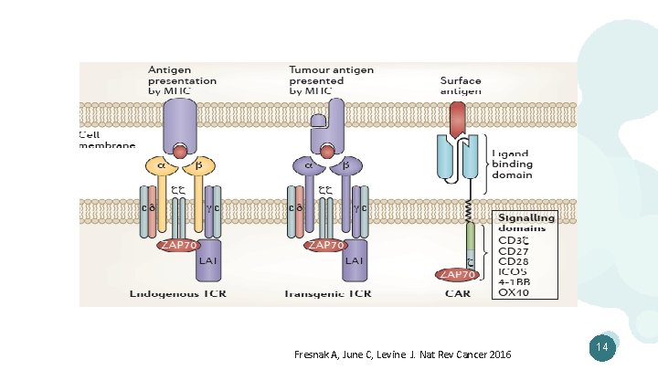 Fresnak A, June C, Levine J. Nat Rev Cancer 2016 14 