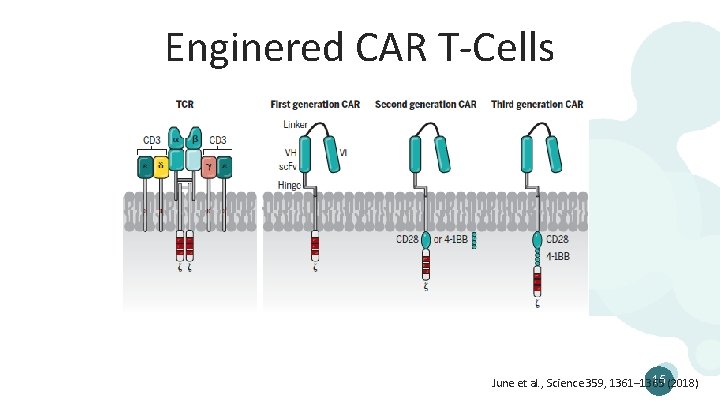 Enginered CAR T-Cells 15 (2018) June et al. , Science 359, 1361– 1365 