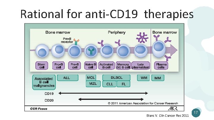 Rational for anti-CD 19 therapies Blanc V. Clin Cancer Res 2011 17 