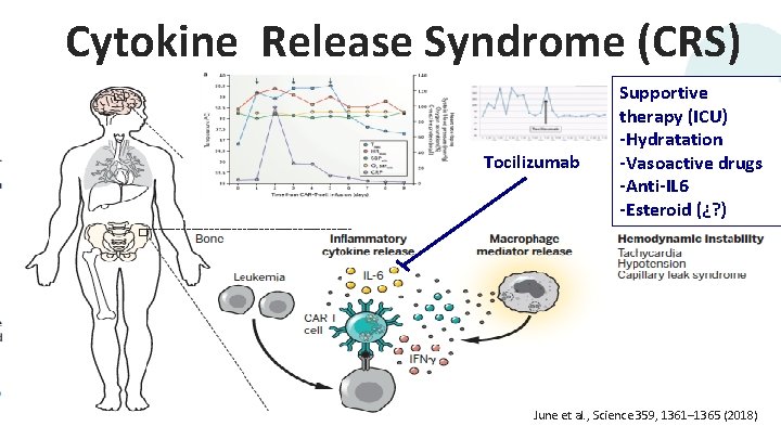 Cytokine Release Syndrome (CRS) Tocilizumab Supportive therapy (ICU) -Hydratation -Vasoactive drugs -Anti-IL 6 -Esteroid