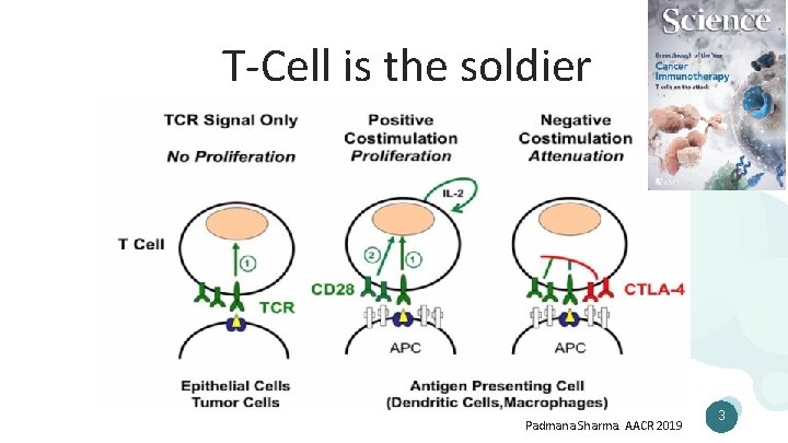 T-Cell is the soldier Padmana Sharma. AACR 2019 3 