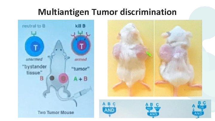 Multiantigen Tumor discrimination 45 