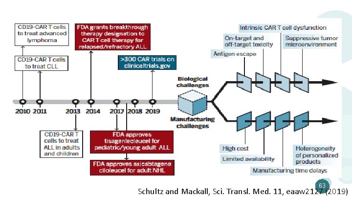 63 Schultz and Mackall, Sci. Transl. Med. 11, eaaw 2127 (2019) 