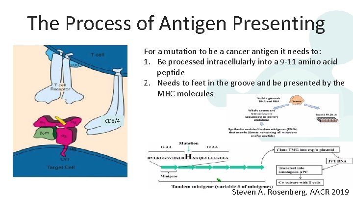 The Process of Antigen Presenting For a mutation to be a cancer antigen it