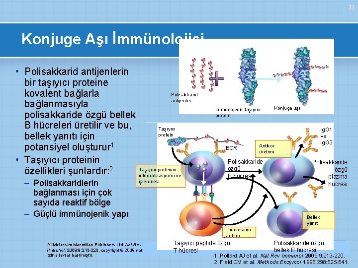 33 Konjuge Aşı İmmünolojisi • Polisakkarid antijenlerin bir taşıyıcı proteine Polisakkarid kovalent bağlarla antijenler