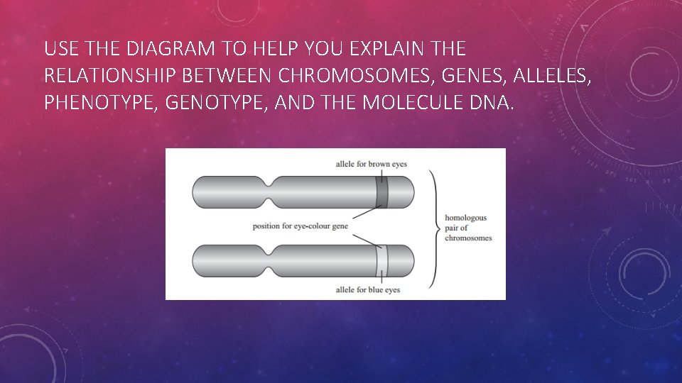 USE THE DIAGRAM TO HELP YOU EXPLAIN THE RELATIONSHIP BETWEEN CHROMOSOMES, GENES, ALLELES, PHENOTYPE,