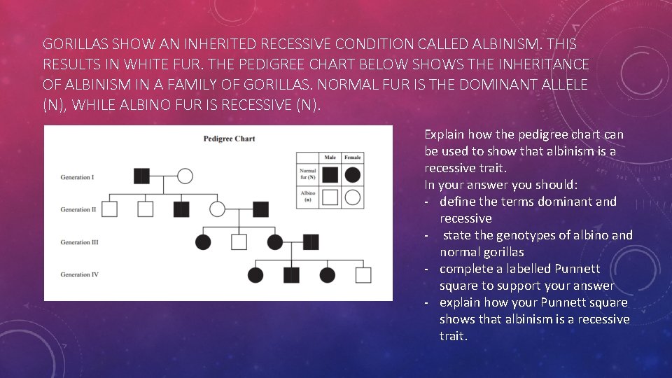GORILLAS SHOW AN INHERITED RECESSIVE CONDITION CALLED ALBINISM. THIS RESULTS IN WHITE FUR. THE