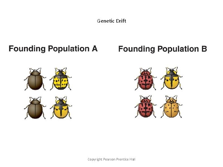 Genetic Drift Copyright Pearson Prentice Hall 