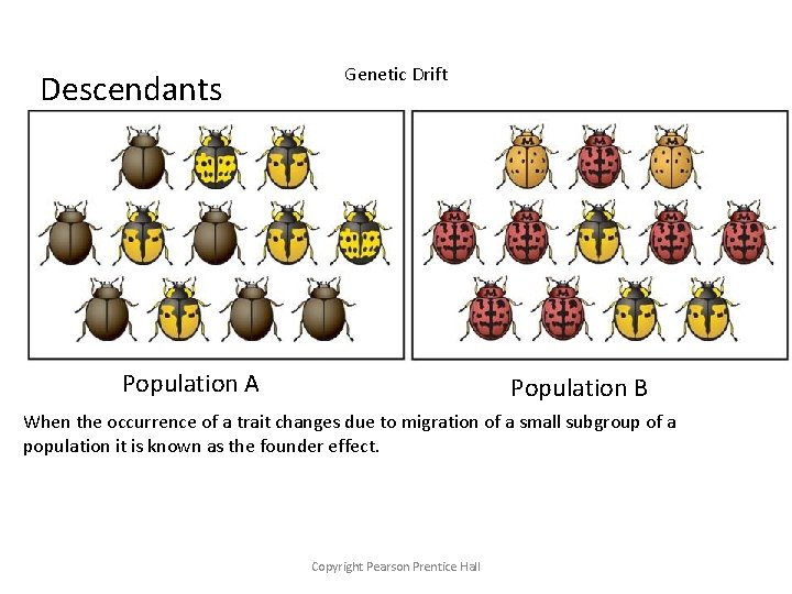 Descendants Genetic Drift Population A Population B When the occurrence of a trait changes