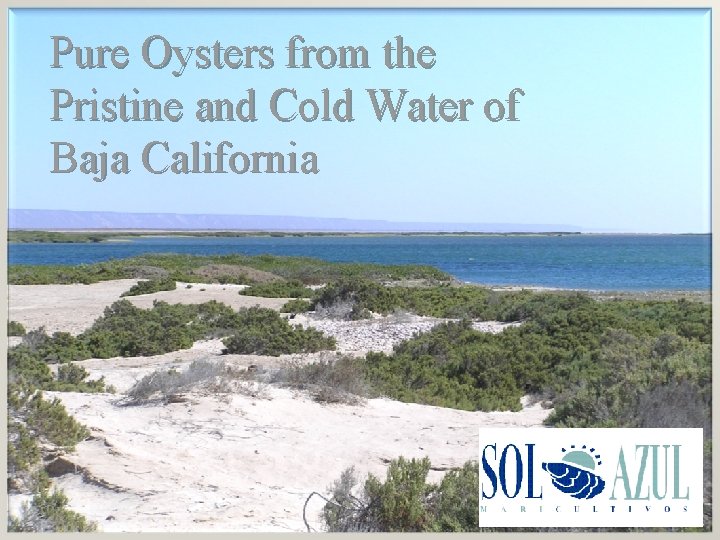 Pure Oysters from the Pristine and Cold Water of Baja California 