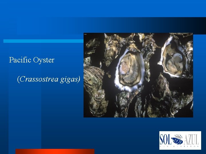 Pacific Oyster (Crassostrea gigas) 
