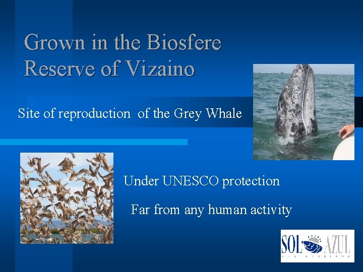 Grown in the Biosfere Reserve of Vizaino Site of reproduction of the Grey Whale