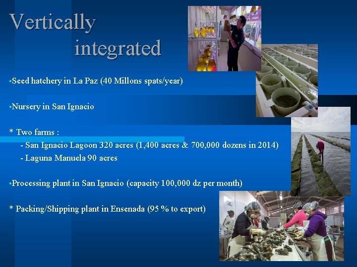 Vertically integrated • Seed hatchery in La Paz (40 Millons spats/year) • Nursery in