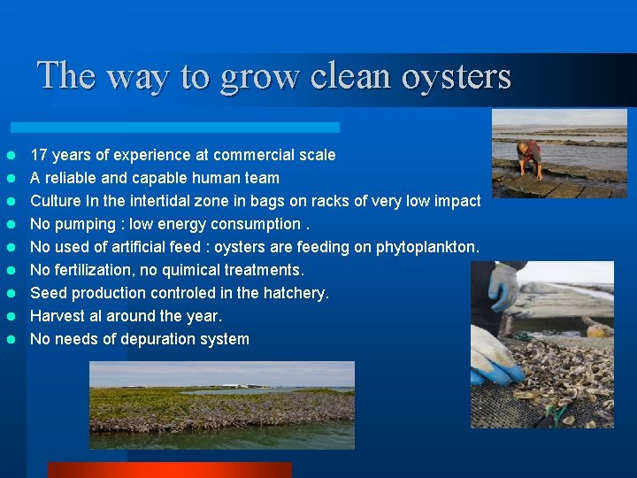 The way to grow clean oysters l l l l l 17 years of