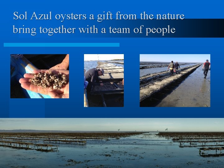 Sol Azul oysters a gift from the nature bring together with a team of
