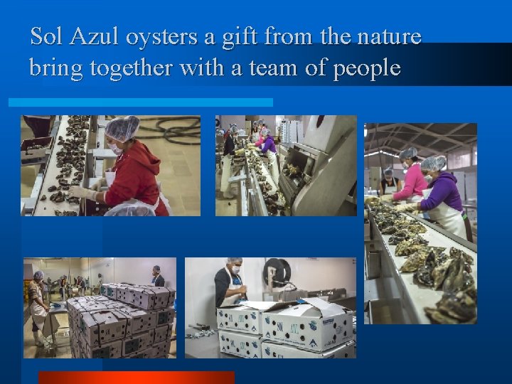 Sol Azul oysters a gift from the nature bring together with a team of