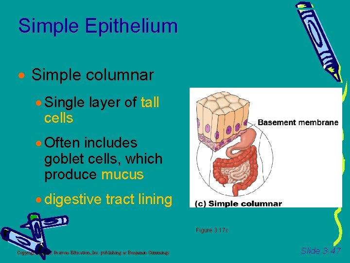 Simple Epithelium Simple columnar Single layer of tall cells Often includes goblet cells, which