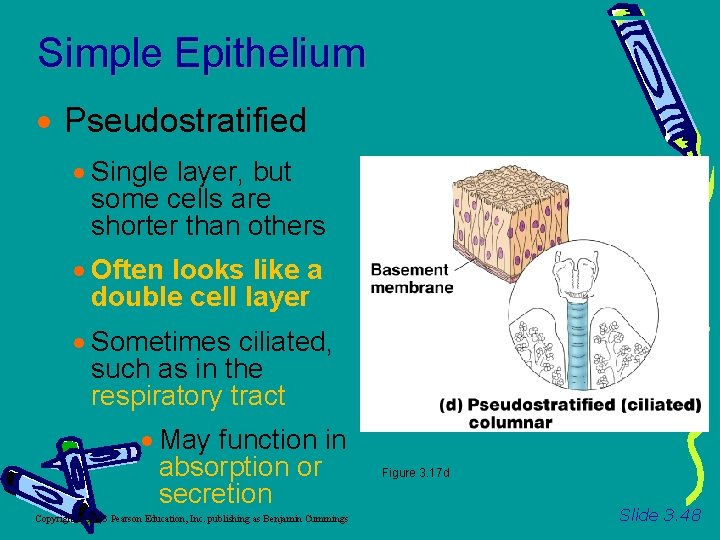Simple Epithelium Pseudostratified Single layer, but some cells are shorter than others Often looks