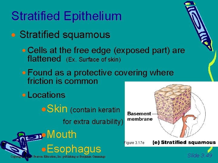 Stratified Epithelium Stratified squamous Cells at the free edge (exposed part) are flattened (Ex.