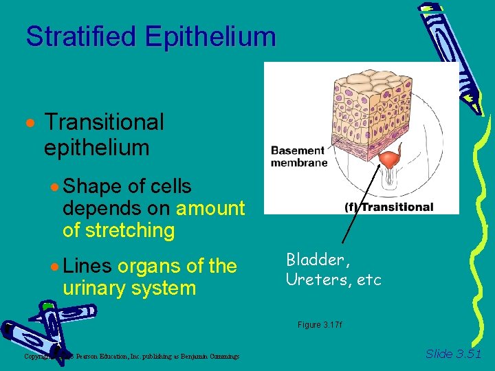 Stratified Epithelium Transitional epithelium Shape of cells depends on amount of stretching Lines organs