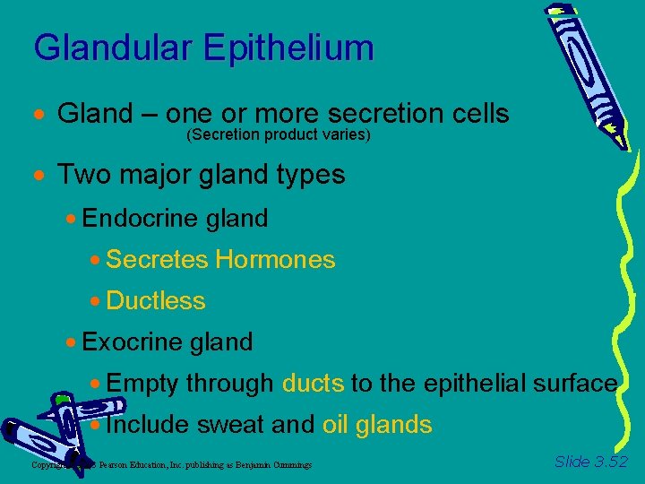 Glandular Epithelium Gland – one or more secretion cells (Secretion product varies) Two major