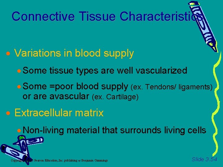 Connective Tissue Characteristics Variations in blood supply Some tissue types are well vascularized Some