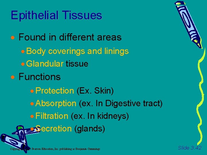 Epithelial Tissues Found in different areas Body coverings and linings Glandular tissue Functions Protection