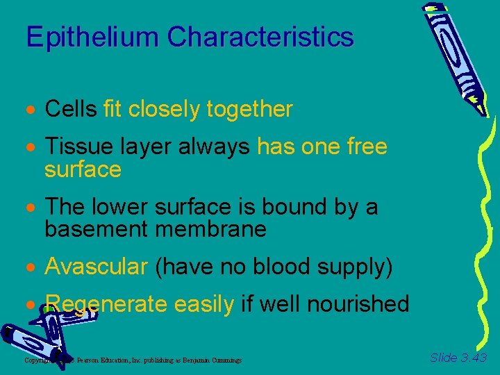Epithelium Characteristics Cells fit closely together Tissue layer always has one free surface The