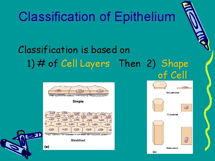 Classification of Epithelium Classification is based on 1) # of Cell Layers Then 2)