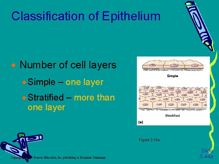 Classification of Epithelium Number of cell layers Simple – one layer Stratified – more