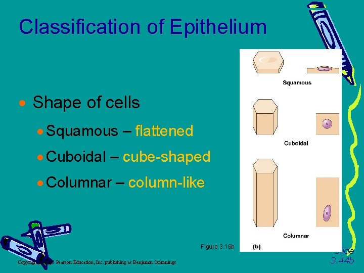 Classification of Epithelium Shape of cells Squamous – flattened Cuboidal – cube-shaped Columnar –