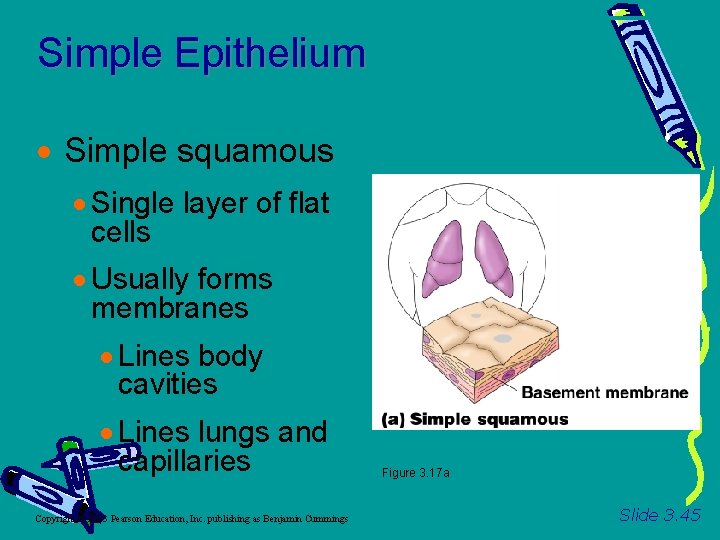 Simple Epithelium Simple squamous Single layer of flat cells Usually forms membranes Lines body