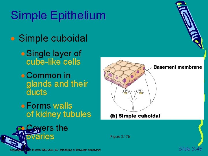 Simple Epithelium Simple cuboidal Single layer of cube-like cells Common in glands and their